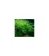 Musgo willow