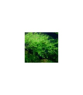 Musgo willow