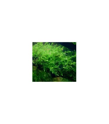 Musgo willow