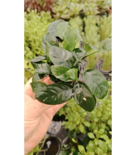 Surtido anubias 20 unid: nana, barteri, cogensis, minima, etc.