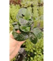 Surtido anubias 20 unid: nana, barteri, cogensis, minima, etc.