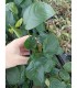 Surtido anubias 20 unid: nana, barteri, cogensis, minima, etc.