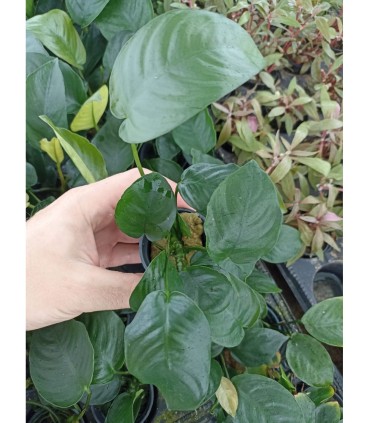 Surtido anubias 20 unid: nana, barteri, cogensis, minima, etc.
