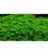 HEMIANTHUS CALLITRICHOIDES (CUBA)