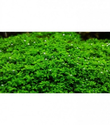HEMIANTHUS CALLITRICHOIDES (CUBA)