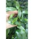 Surtido anubias 20 unid: nana, barteri, cogensis, minima, etc.