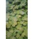 Phyllanthus