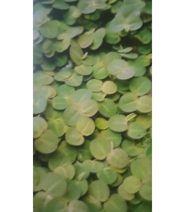 Phyllanthus