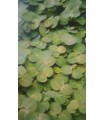 Phyllanthus