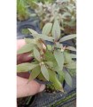Alternanthera roseifolia